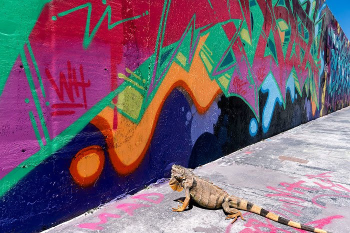 An Insider’s Track for Miami Art Week Kicks Off in Wynwood