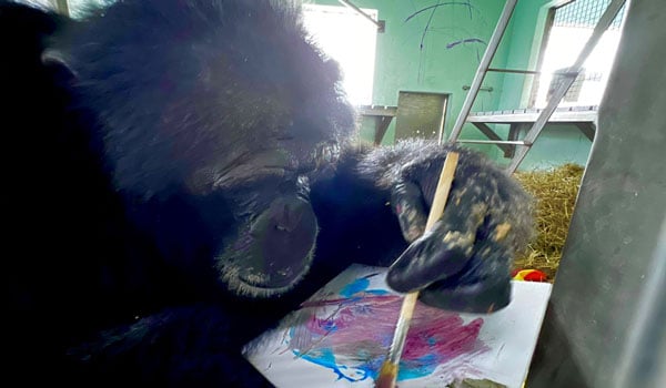 ART BY CHIMPS Swings into New World Center for Art Basel