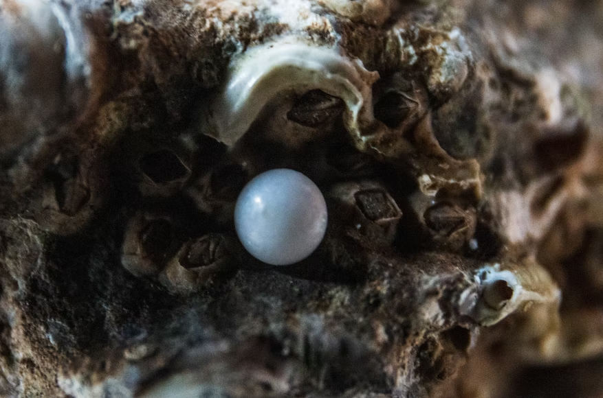 5 Ways to Recognize a Real Pearl From a Fake One