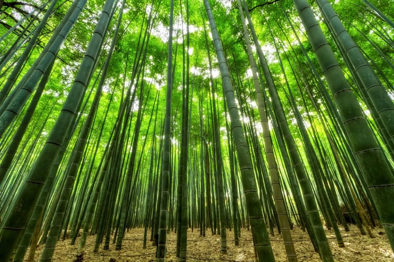 Bamboo Clothing