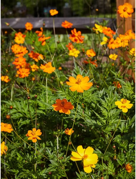 Cosmos, Bright Lights Mixed Colors
