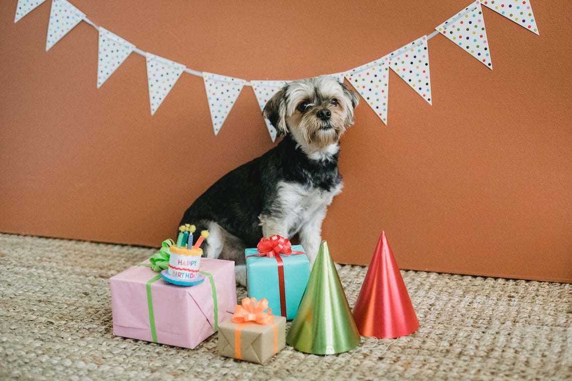 Exploring Pet-Friendly New York City: A Guide to Enjoying the Big Apple with Your Furry Friend