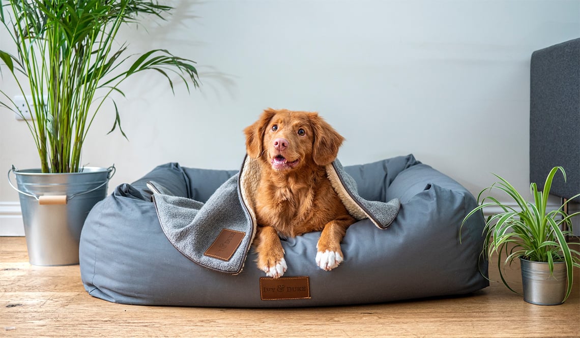 Exploring Pet-Friendly New York City: A Guide to Enjoying the Big Apple with Your Furry Friend
