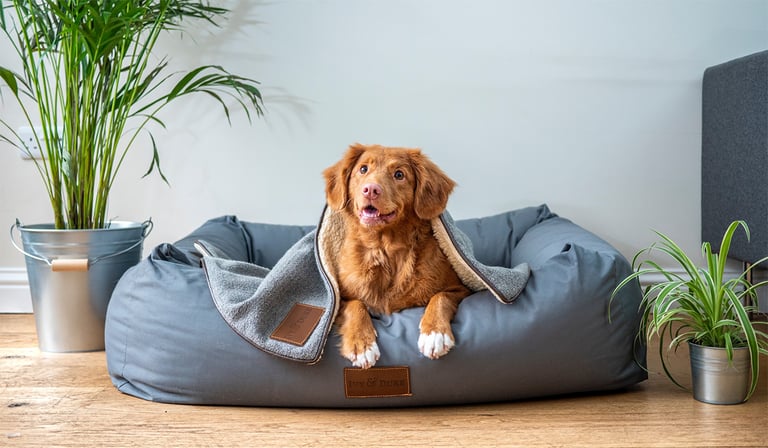 Explorando Nova York para quem viaja com animais de estimação: um guia para curtir a Big Apple com seu amigo peludo.