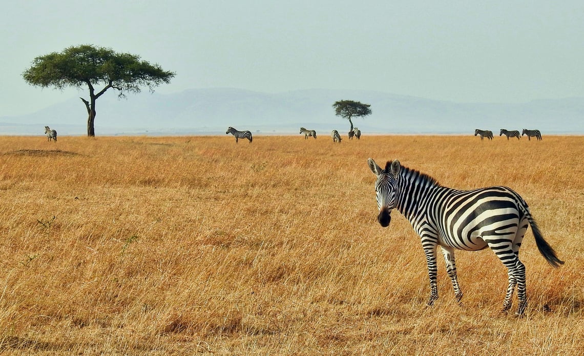 Masai Mara National Reserve