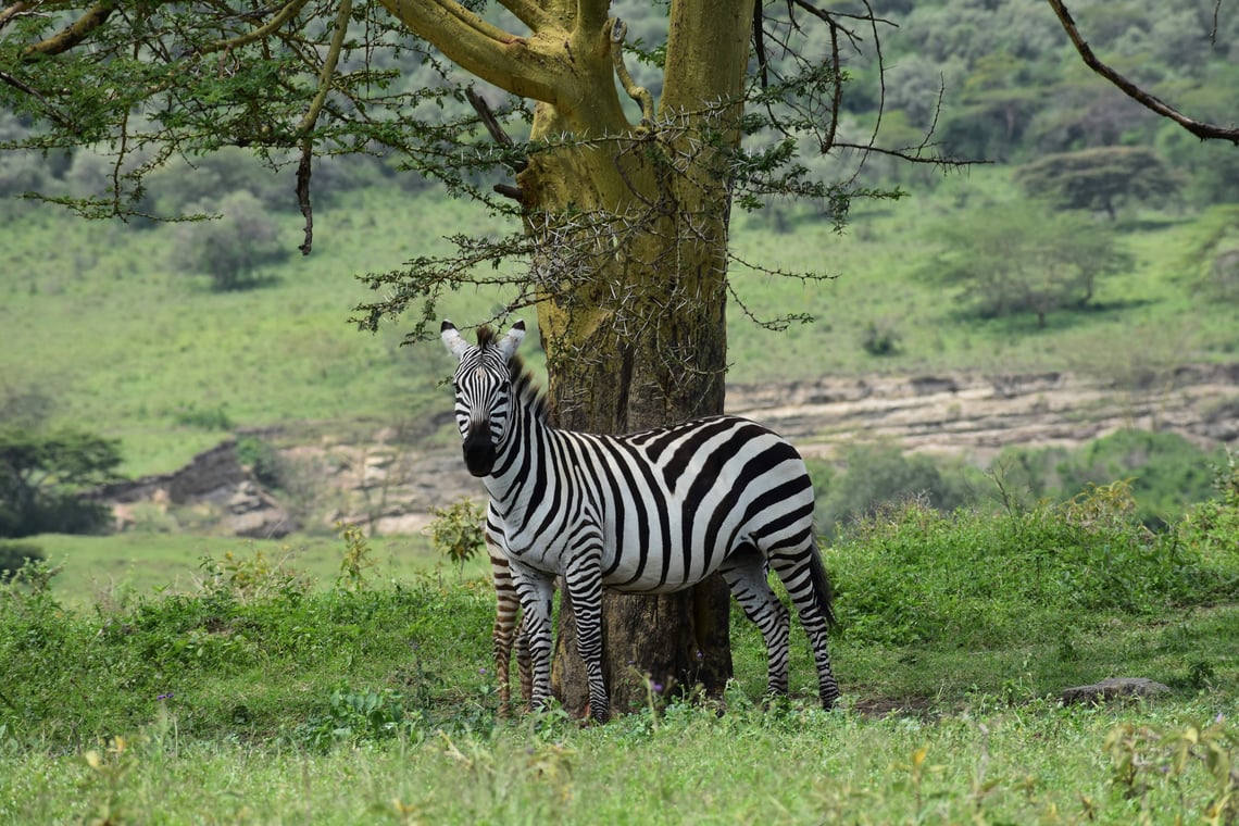 Recorriendo Kenia: Una mirada en profundidad a los mejores destinos de safari