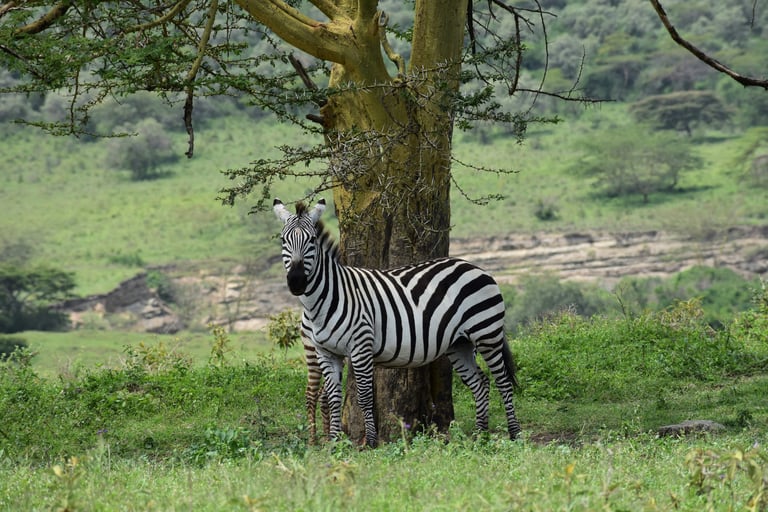 Roaming Kenya An In-depth Look at Top Safari Destinations
