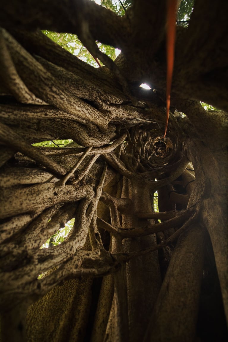 Ficus adventure