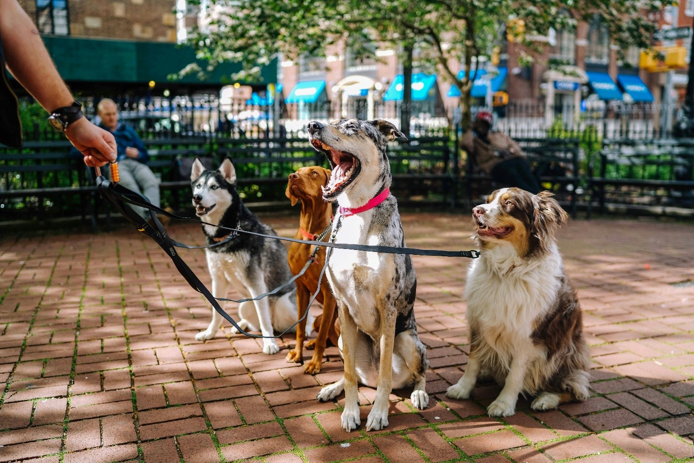 Les meilleurs parcs à chiens de Syracuse