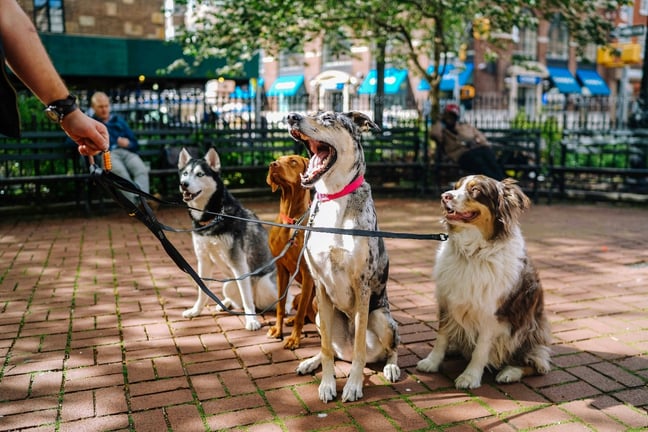 Best Dog Parks in Syracuse