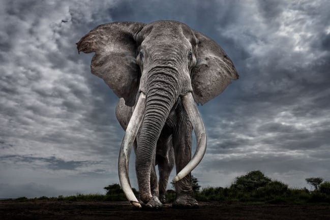 04 Legend - Paul Nicklen