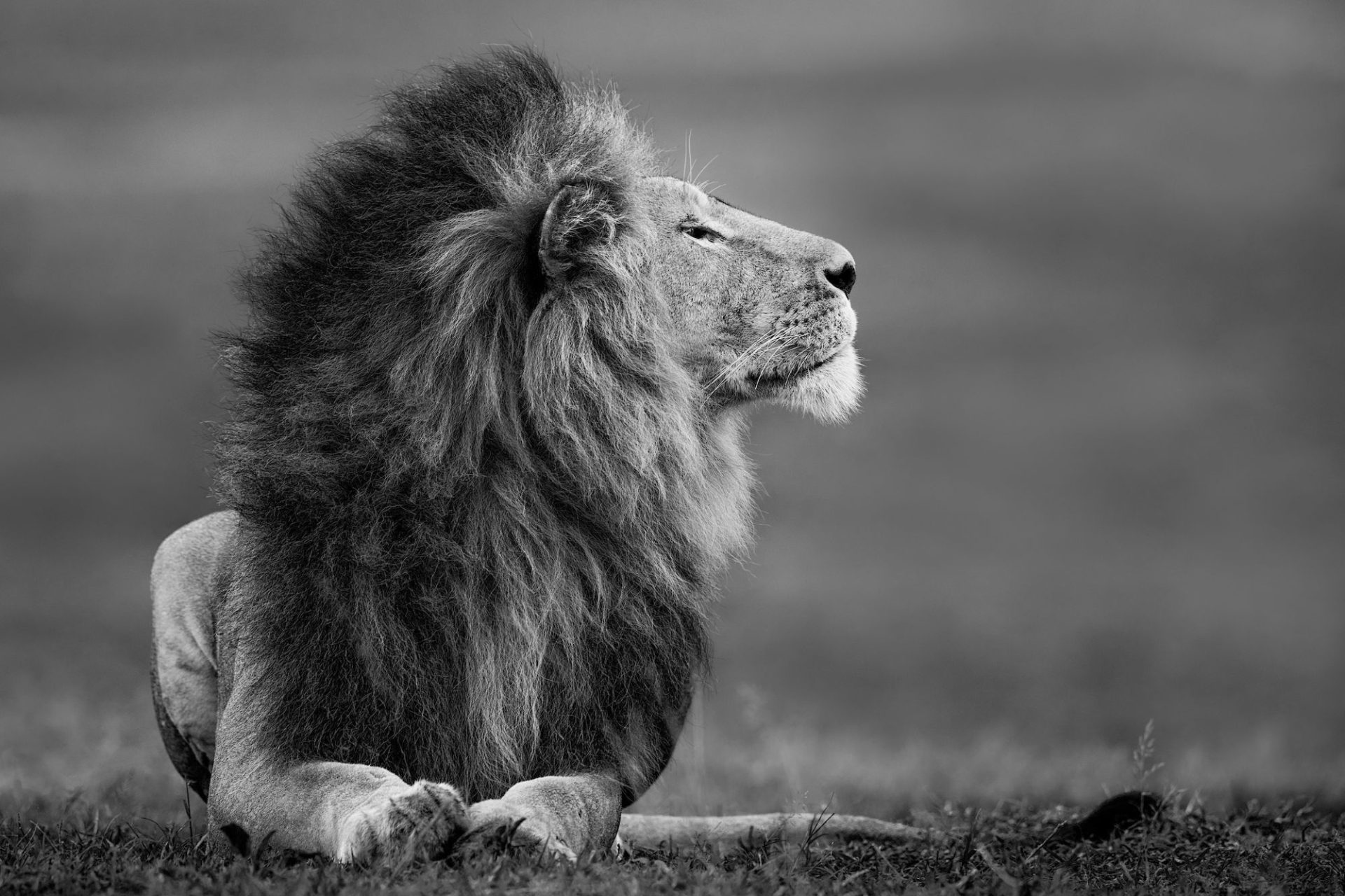 06 Master of the Mara - Paul Nicklen
