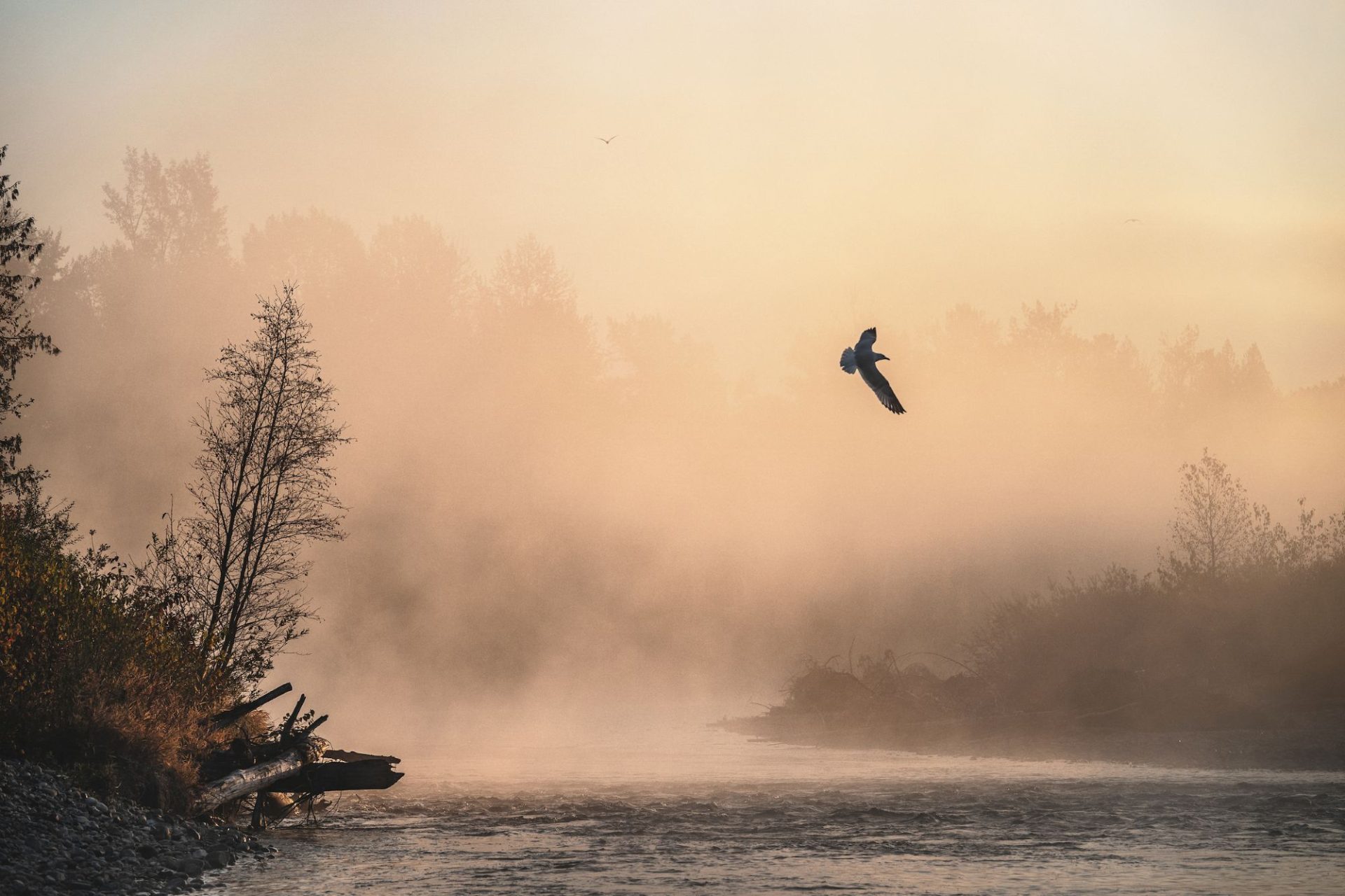 07 Flight at Dawn - Cristina Mittermeier
