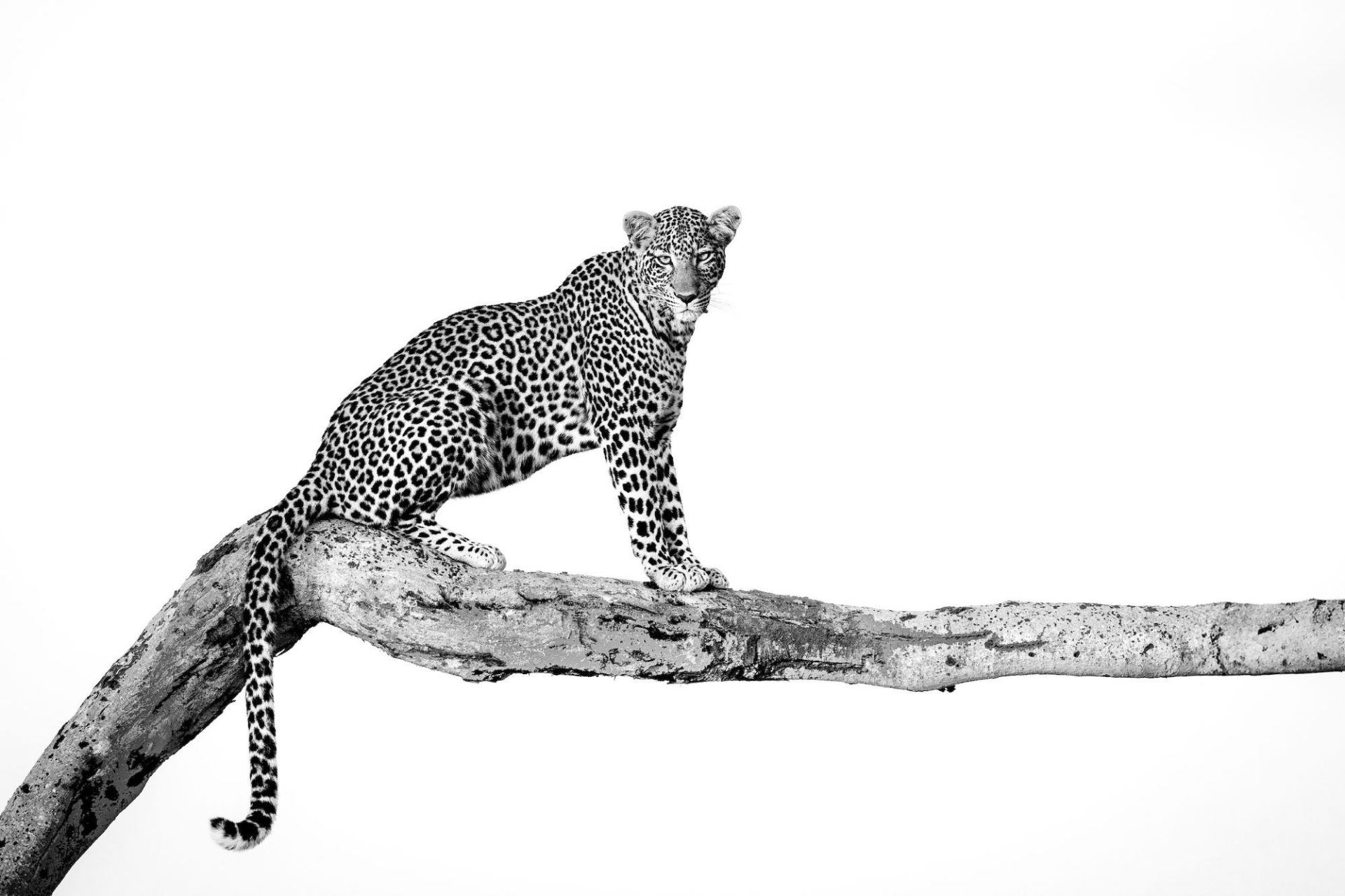 10 How the Leopard got its Spots - Cristina Mittermeier