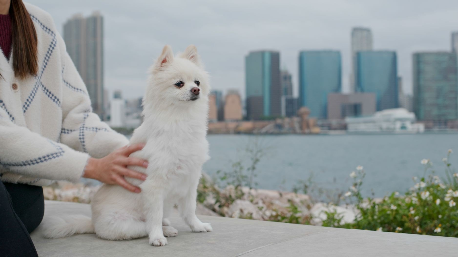 Raças de cães em Nova York: Um mini guia para donos de animais de estimação na cidade