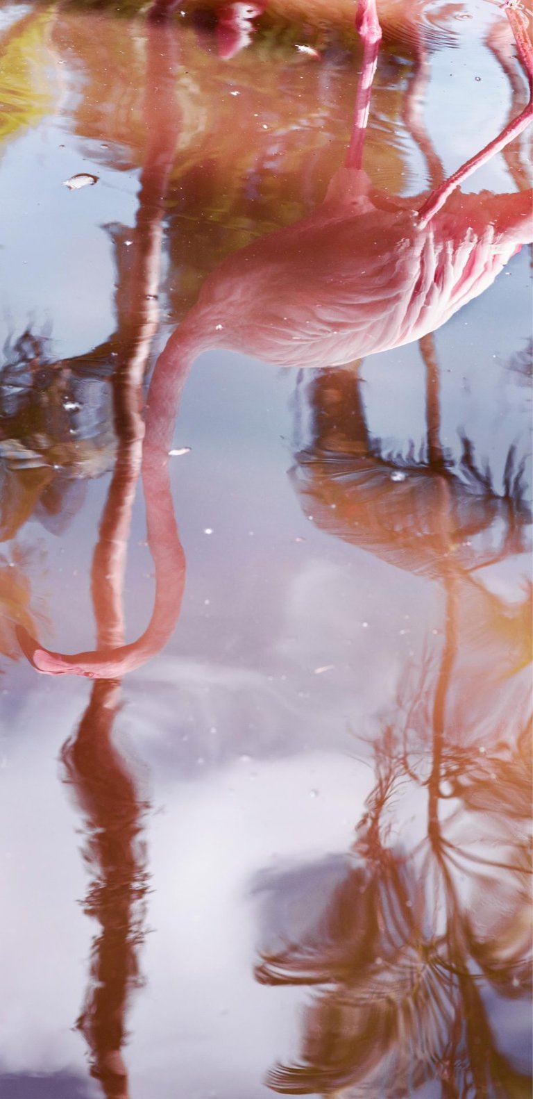 Flamingo Reflection, 2018 copy
