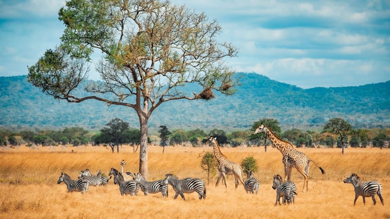 Navegando por el paraíso oculto de África Oriental.