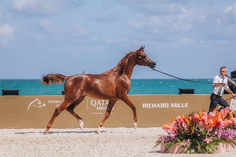 Global Champions Arabians Tour Miami Beach 2026
