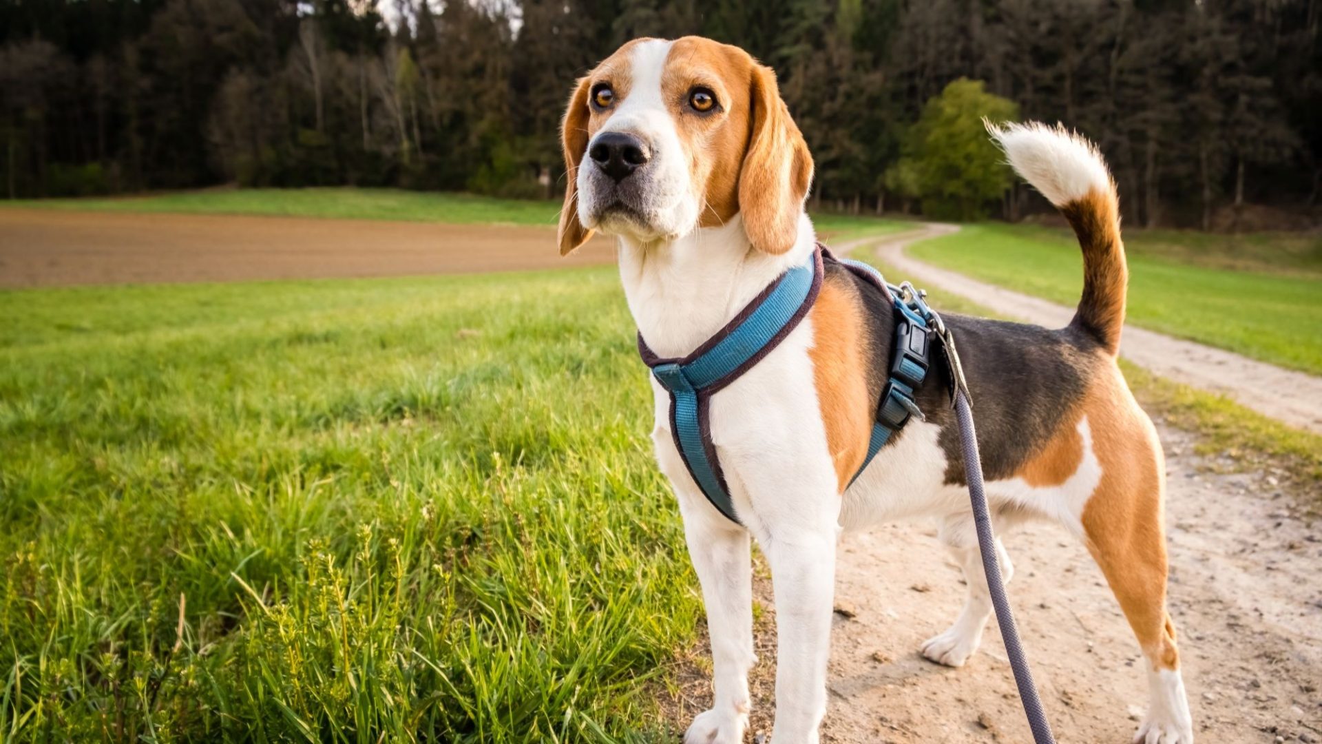 What a Premium Dog Harness Brand Should Offer Beyond Basic Gear