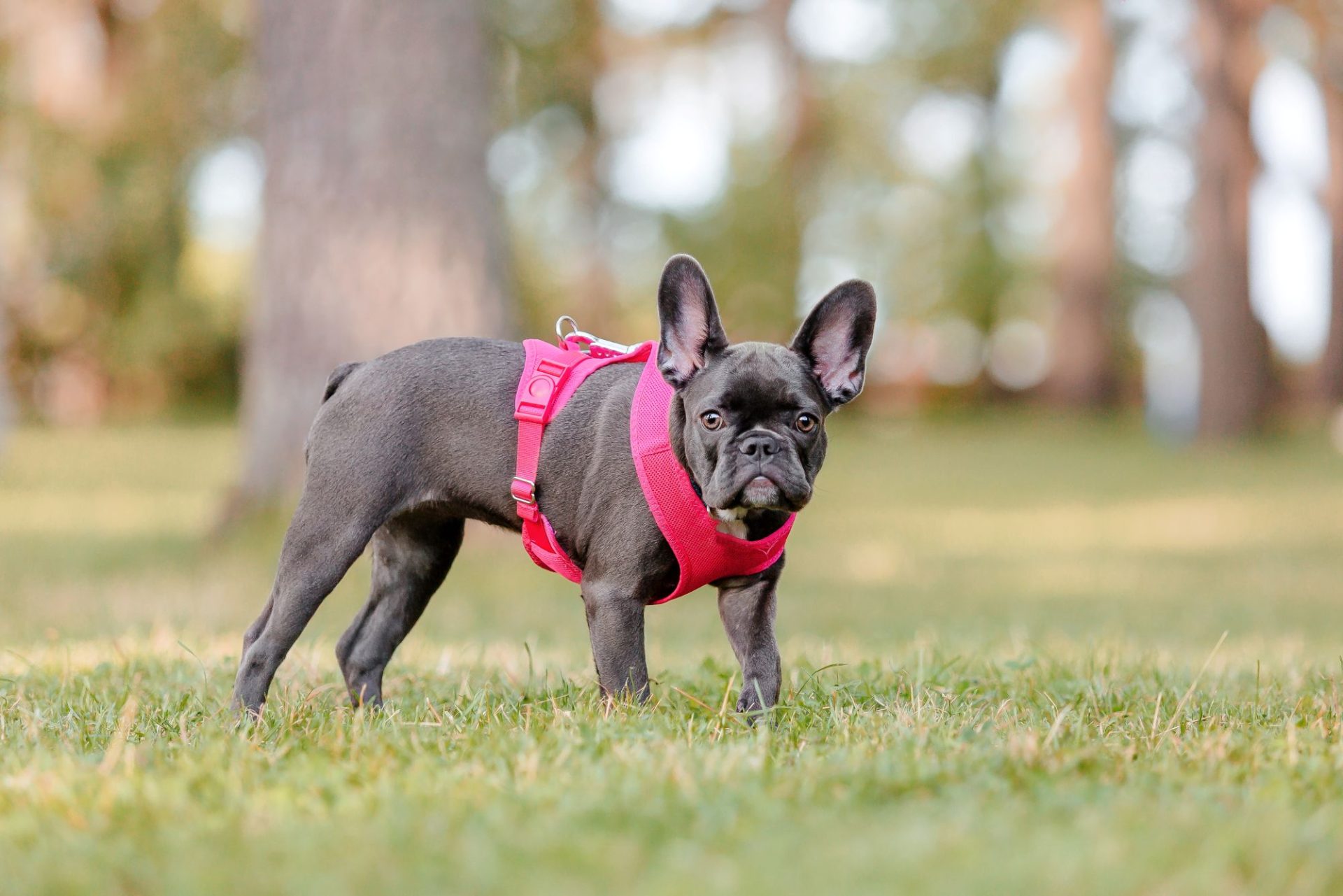 What a Premium Dog Harness Brand Should Offer Beyond Basic Gear